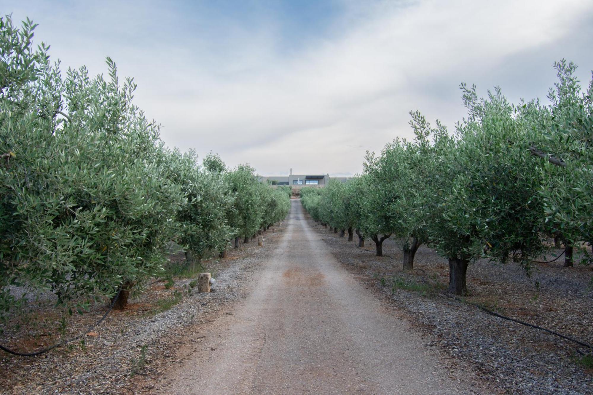 The Olive Hill Villa Ássos Eksteriør bilde
