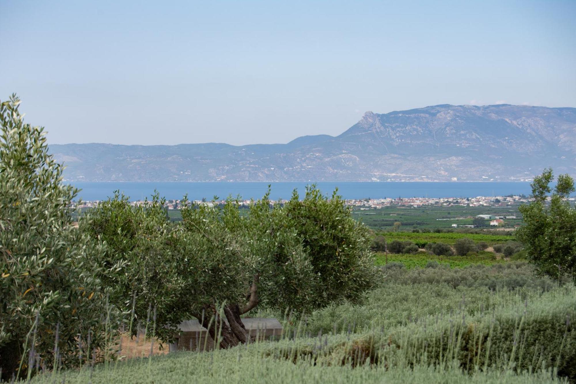 The Olive Hill Villa Ássos Eksteriør bilde
